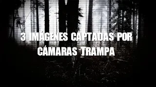 3 imágenes captadas por cámaras trampa