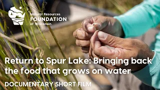 Return to Spur Lake: Bringing back the food that grows on water