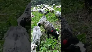Вівці 2022