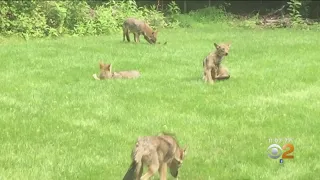 Coyote Attacks Woman In New Jersey