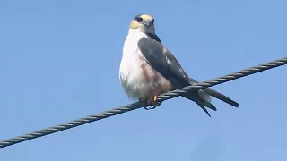 Elanio enano o Gavilancito Perlado/Pearl Kite/Gampsonyx swainsonii