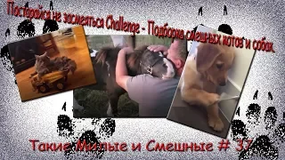 Постарайся не засмеяться Challenge.  Подборка смешных котов и собак Такие Милые и Смешные # 37