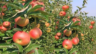 How A Kenyan Man Earn Millions Through Apple  Farming in Eldoret.