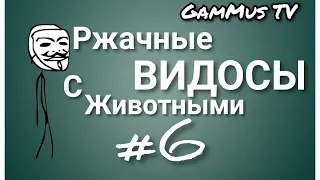 ОЧЕНЬ СМЕШНЫЕ КОТЫ И КОШКИ . ПРИКОЛЫ С ЖИВОТНЫМИ. НОВАЯ ПОДБОРКА 2020. ЛУЧШИЕ ПРАНКИ. PART #6