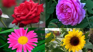 The Most Beautiful Flowers Collection 8K ULTRA HD /# 8K TV|Flower Blooming Time Lapse