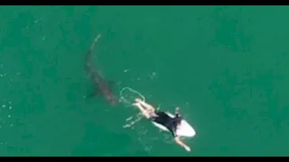 Unsettling drone video shows surfers close encounter with massive shark