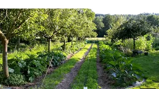 Autonomie alimentaire Sur Petite SURFACE être Autosuffisant sur moins de 900 m2 !!