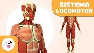 Sistema Locomotor | Corpo Humano para Crianças | Sistema Ósseo e Sistema Muscular