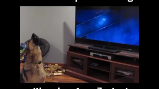 German Shepherd Howls With Zootopia Wolves