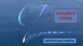 СЕЛЬДЯНОЙ КОРОЛЬ🐟/Животные life/Рыбы/Животные/Интересные факты