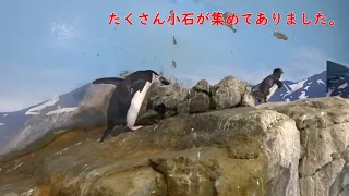 【ヒゲペンギン】小石集め、でもその小石は・・・