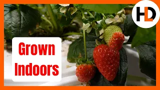 7 Years Of Hydroponic Strawberries, Here's What I Know