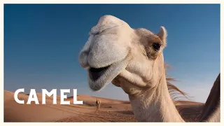 Camel sound in the far desert. HQ video