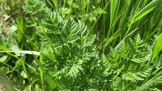 Forage wild carrot, not poison hemlock …with michigan herbalist jim mcdonald