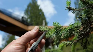 Spruce Bonsai Growth Management