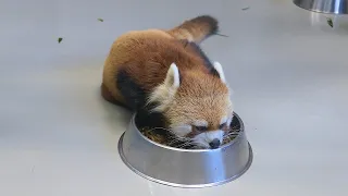 Jan, 2020. Red Panda Gin at Maruyama Zoo