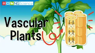 Vascular Plants