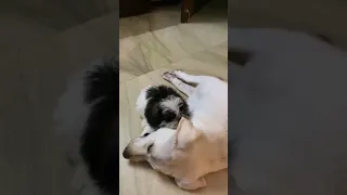 A dog story (Big doggo vs kiddo)