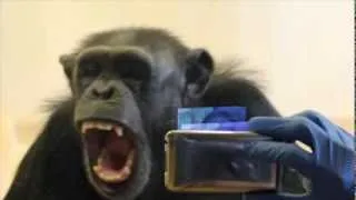 Matthew Campbell and Frans de Waal Chimpanzee Empathy Study