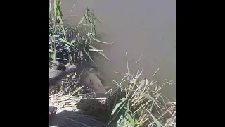 отпускаем черепаху в реку