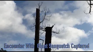 A Study Of Giants Part 3-Why Don't We Know? Bigfoot Encounters Captured On Film Expedition June 10