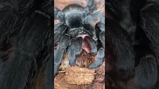 How to sex a tarantula!