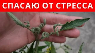 Самый ПРОСТОЙ СПОСОБ спасти ОВОЩИ от СТРЕССА