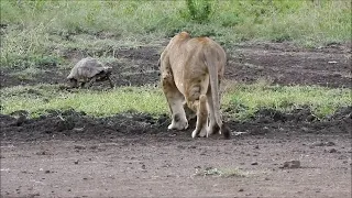 Lion versus a tortoise shell