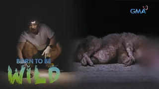 Why do Palawan stink badgers often get into road accidents? | Born to be Wild