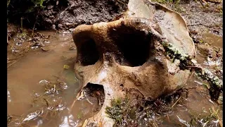 Possible Sasquatch Skull Found in British Columbia.