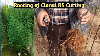 Rooting of Clonal Rootstock cutting | Earn Rs 5000 from 1 meter sq. Area | Horticulture In Kashmir