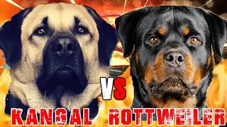 Kangal vs Rottweiler | Rottweiler vs Kangal | Powerful Guard Dog? | Billa Boyka |