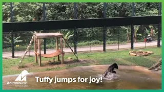 Freed from a bear bile farm - Tuffy jumps for joy