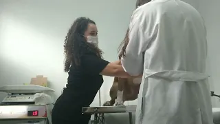 sessão de Hemopuntura em cão para controle de dermatite Atópica.