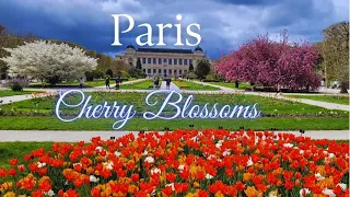 Paris. The best places to see Cherry Blossoms I  Giverny