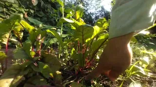 July 21, 2020 - VR Garden Tour Part 1