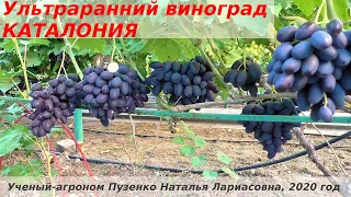 Виноград КАТАЛОНИЯ -  ультрараннего срока созревания на участке Пузенко Натальи Лариасовны