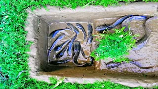 Catfish Hunting Secret Trap | Smart Boy Build Fish Trap By Muddy soil |  Amazing Hole Fish Trap 2021