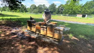 BALDERAS APIARY! Work through. Beekeeping.  ASMR