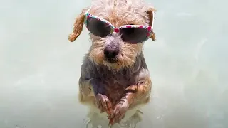 Don't Forget to Water The Dog  🐶🚿 Funny Dog Videos