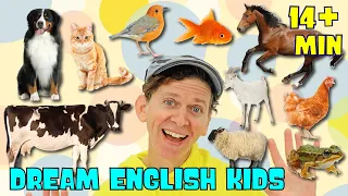 Learn Animals Online With Matt | Dream English Kids