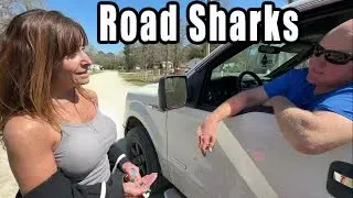 Road Sharks