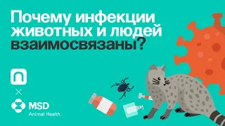 Почему инфекции людей и животных взаимосвязаны?