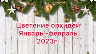 Цветение орхидей январь - февраль 2023 год