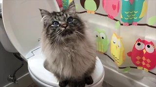 How to Toilet Train Your Cat with CitiKItty