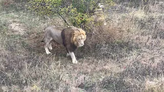 Средний прайд тоже готов слиться с молодым. Тайган Lions in the Crimean savannah. Taigan