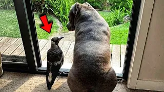 The DOG thinks this MAGPIE is her BABY! The most unusual friendship EVER!
