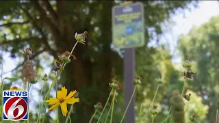 Montverde and Lake County's push to preserve green space