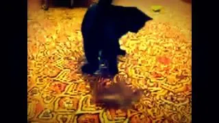 Funny Cats Compilation 2014 may 27 NEW