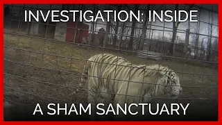 A PETA Exposé Inside a Sham Sanctuary